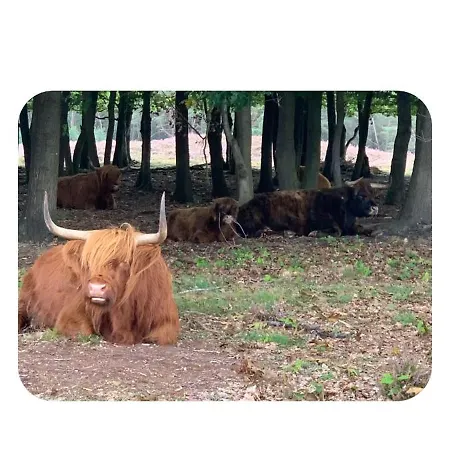 117 Rand Veluwe In Het Bos, Tegen De Heide Aan En Nabij De Ijssel Apartament